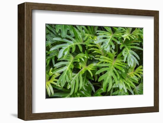 Philodendron-Jim Engelbrecht-Framed Photographic Print