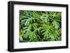 Philodendron-Jim Engelbrecht-Framed Photographic Print