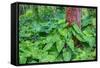 Philodendrons Growing in Forest-Terry Eggers-Framed Stretched Canvas