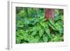 Philodendrons Growing in Forest-Terry Eggers-Framed Photographic Print