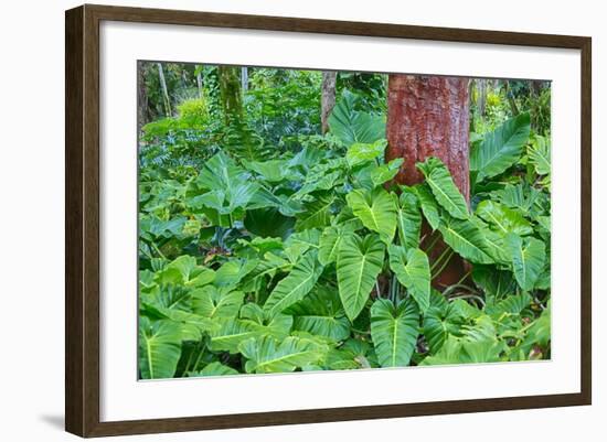 Philodendrons Growing in Forest-Terry Eggers-Framed Photographic Print