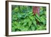 Philodendrons Growing in Forest-Terry Eggers-Framed Photographic Print