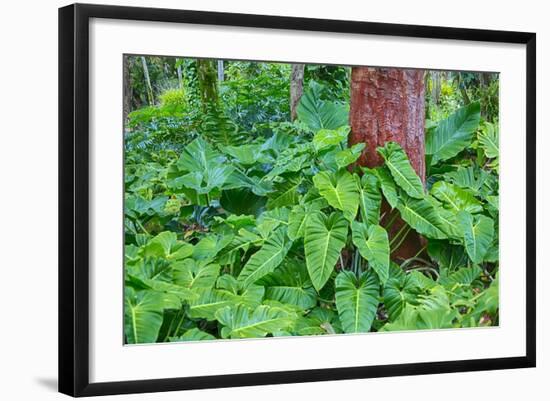 Philodendrons Growing in Forest-Terry Eggers-Framed Photographic Print