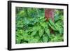 Philodendrons Growing in Forest-Terry Eggers-Framed Photographic Print