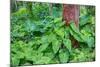 Philodendrons Growing in Forest-Terry Eggers-Mounted Photographic Print