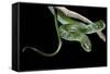 Philothamnus Angolensis (Green Bush Snake)-Paul Starosta-Framed Stretched Canvas