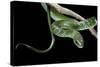 Philothamnus Angolensis (Green Bush Snake)-Paul Starosta-Stretched Canvas