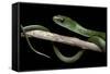 Philothamnus Angolensis (Green Bush Snake)-Paul Starosta-Framed Stretched Canvas