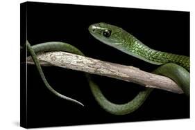 Philothamnus Angolensis (Green Bush Snake)-Paul Starosta-Stretched Canvas