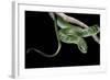 Philothamnus Angolensis (Green Bush Snake)-Paul Starosta-Framed Photographic Print