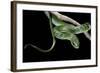 Philothamnus Angolensis (Green Bush Snake)-Paul Starosta-Framed Photographic Print