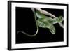 Philothamnus Angolensis (Green Bush Snake)-Paul Starosta-Framed Photographic Print