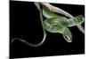 Philothamnus Angolensis (Green Bush Snake)-Paul Starosta-Mounted Photographic Print