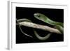 Philothamnus Angolensis (Green Bush Snake)-Paul Starosta-Framed Photographic Print