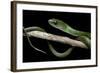 Philothamnus Angolensis (Green Bush Snake)-Paul Starosta-Framed Photographic Print