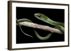 Philothamnus Angolensis (Green Bush Snake)-Paul Starosta-Framed Photographic Print