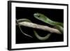 Philothamnus Angolensis (Green Bush Snake)-Paul Starosta-Framed Photographic Print