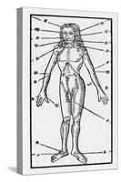 Phlebotomy Chart of the Human Body Showing-null-Stretched Canvas