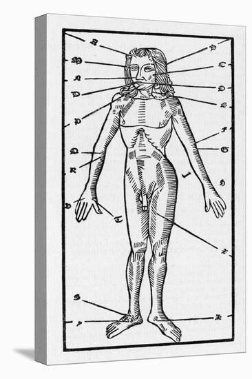 Phlebotomy Chart of the Human Body Showing-null-Stretched Canvas