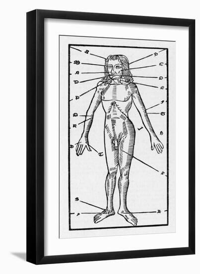 Phlebotomy Chart of the Human Body Showing-null-Framed Art Print