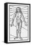 Phlebotomy Chart of the Human Body Showing-null-Framed Stretched Canvas