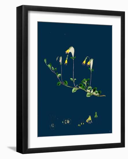 Phleum Alpinum; Alpine Timothy-Grass-null-Framed Giclee Print