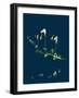 Phleum Alpinum; Alpine Timothy-Grass-null-Framed Giclee Print