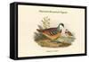 Phlogoenas Crinigera - Maroon-Breasted Pigeon-John Gould-Framed Stretched Canvas