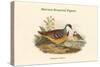 Phlogoenas Crinigera - Maroon-Breasted Pigeon-John Gould-Stretched Canvas