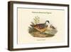 Phlogoenas Crinigera - Maroon-Breasted Pigeon-John Gould-Framed Art Print