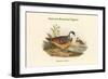 Phlogoenas Crinigera - Maroon-Breasted Pigeon-John Gould-Framed Art Print