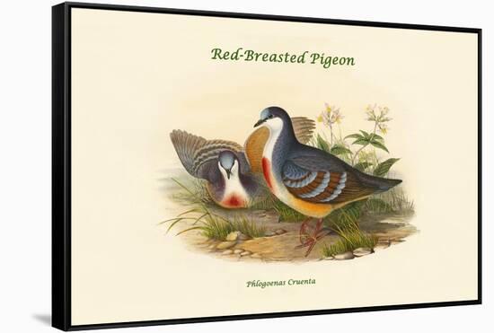 Phlogoenas Cruenta - Red-Breasted Pigeon-John Gould-Framed Stretched Canvas