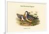 Phlogoenas Cruenta - Red-Breasted Pigeon-John Gould-Framed Art Print
