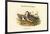 Phlogoenas Cruenta - Red-Breasted Pigeon-John Gould-Framed Art Print
