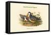 Phlogoenas Cruenta - Red-Breasted Pigeon-John Gould-Framed Stretched Canvas