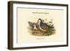 Phlogoenas Cruenta - Red-Breasted Pigeon-John Gould-Framed Art Print