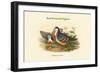 Phlogoenas Cruenta - Red-Breasted Pigeon-John Gould-Framed Art Print