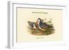 Phlogoenas Cruenta - Red-Breasted Pigeon-John Gould-Framed Art Print