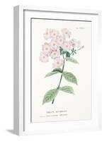 Phlox Acuminata, Plate Xxxiv, from L'antotrofia Ossia La Coltivazione De'fiori by Antonio Piccioli,-Italian School-Framed Giclee Print