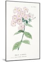 Phlox Acuminata, Plate Xxxiv, from L'antotrofia Ossia La Coltivazione De'fiori by Antonio Piccioli,-Italian School-Mounted Giclee Print