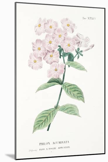 Phlox Acuminata, Plate Xxxiv, from L'antotrofia Ossia La Coltivazione De'fiori by Antonio Piccioli,-Italian School-Mounted Giclee Print