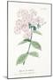 Phlox Acuminata, Plate Xxxiv, from L'antotrofia Ossia La Coltivazione De'fiori by Antonio Piccioli,-Italian School-Mounted Giclee Print