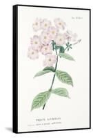 Phlox Acuminata, Plate Xxxiv, from L'antotrofia Ossia La Coltivazione De'fiori by Antonio Piccioli,-Italian School-Framed Stretched Canvas