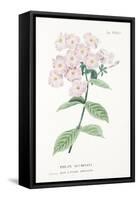 Phlox Acuminata, Plate Xxxiv, from L'antotrofia Ossia La Coltivazione De'fiori by Antonio Piccioli,-Italian School-Framed Stretched Canvas