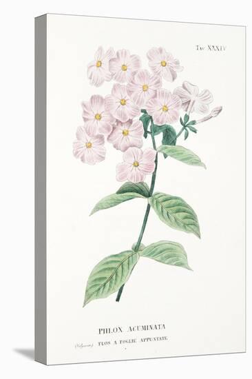 Phlox Acuminata, Plate Xxxiv, from L'antotrofia Ossia La Coltivazione De'fiori by Antonio Piccioli,-Italian School-Stretched Canvas