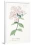 Phlox Acuminata, Plate Xxxiv, from L'antotrofia Ossia La Coltivazione De'fiori by Antonio Piccioli,-Italian School-Framed Giclee Print