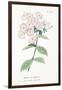 Phlox Acuminata, Plate Xxxiv, from L'antotrofia Ossia La Coltivazione De'fiori by Antonio Piccioli,-Italian School-Framed Giclee Print