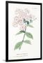 Phlox Acuminata, Plate Xxxiv, from L'antotrofia Ossia La Coltivazione De'fiori by Antonio Piccioli,-Italian School-Framed Giclee Print