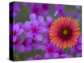 Phlox and Indian Blanket, Near Devine, Texas, USA-Darrell Gulin-Stretched Canvas