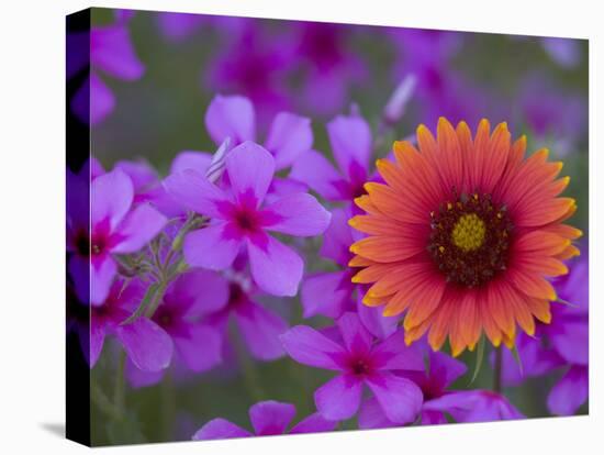 Phlox and Indian Blanket, Near Devine, Texas, USA-Darrell Gulin-Stretched Canvas